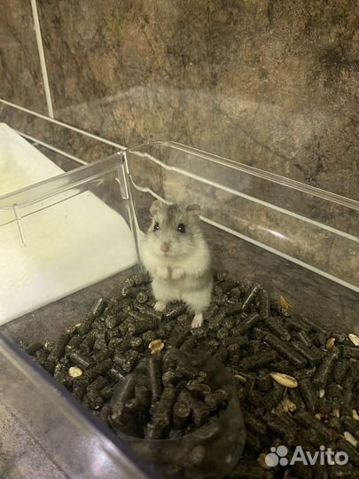 Клетка для грызунов бу с хомяком и тд