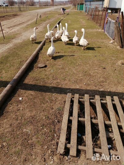 Гуси на племя линда