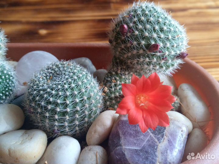 Кактус цветущий (детки с корешками)