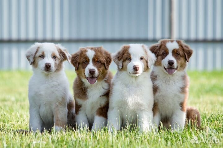 Щенки австралийская овчарка аусси