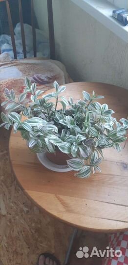 Традесканция