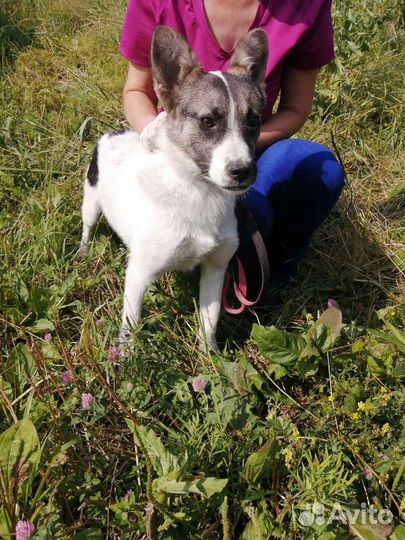 Передержка или дом небольшой доброй собачке