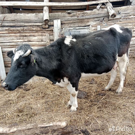 Корова дойная