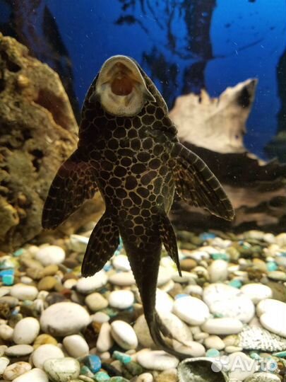 Продается аквариум 250 л