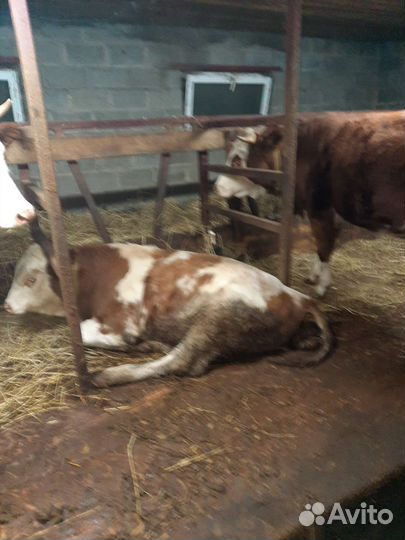 Корова, тёлки стельные