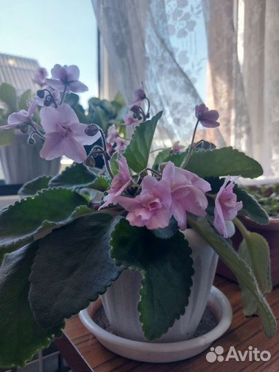 Фиалка в горшках, Каланхоль, Герань, Розы