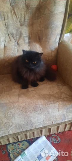 Персидская красавица