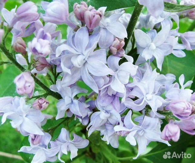 Сирень махРовая