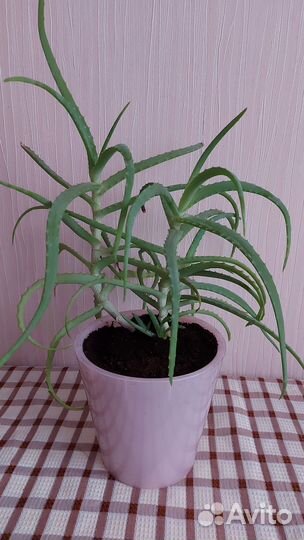 Алоэ взрослое