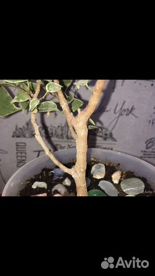 Фикус бенджамина мелколистный