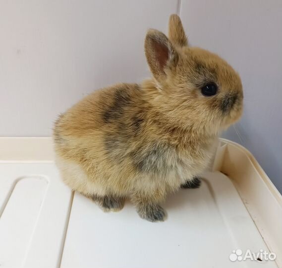 Карликовые крольчата,ручные,малыши