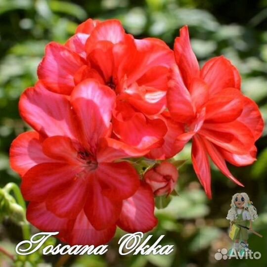 Пеларгония плющелистная, герань