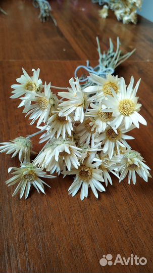 Ксерантемум букет