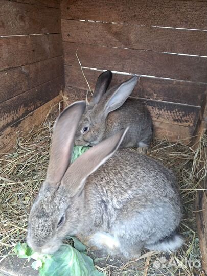 Кролики мясных пород