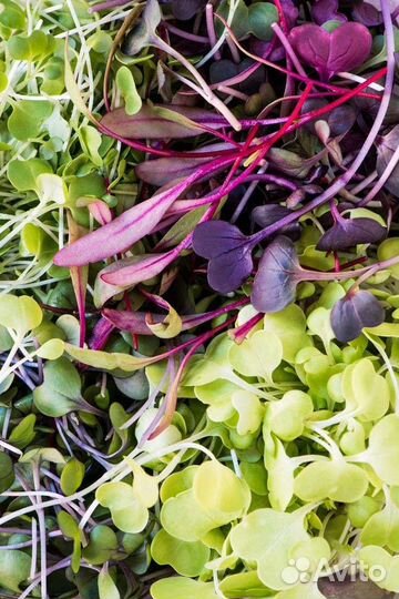 Беби-зелень. Беби-лиф. Беби-лист. Эко свежесть