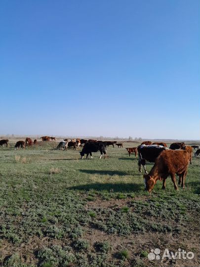 Продаю стадо крс