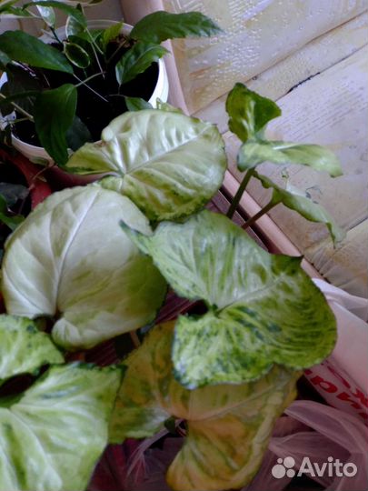 Толстянка,и другие цветы