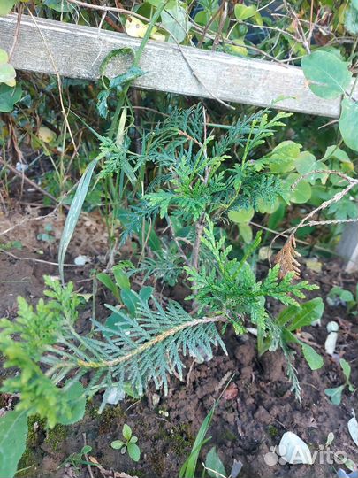 Туя брабант саженцы