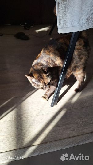 Кошка трехцветка