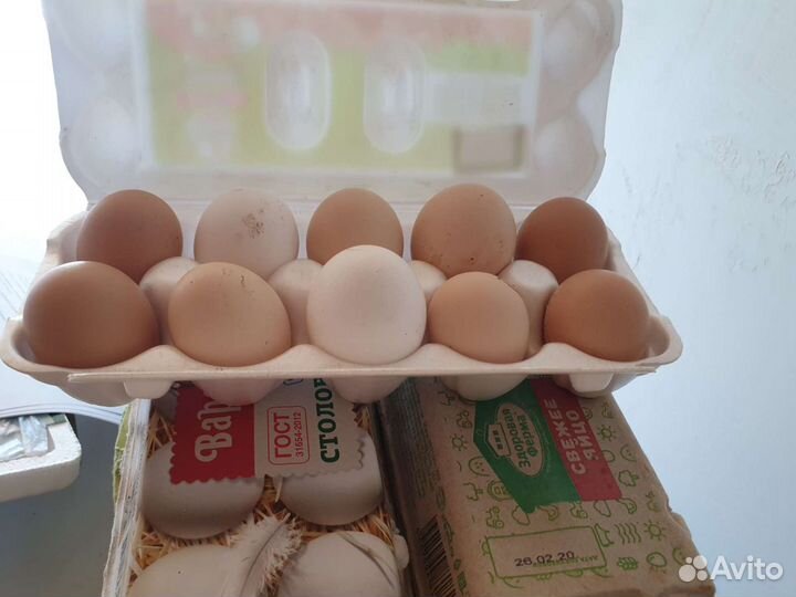 Инкубационное яйцо