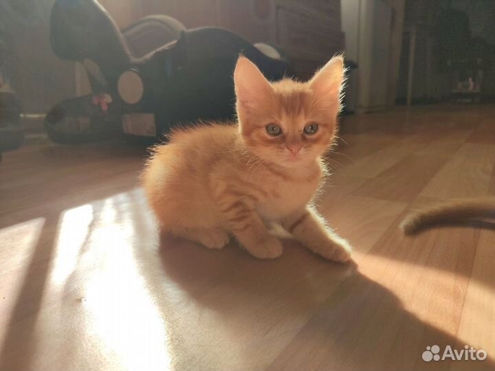 Котята в добрые руки бесплатно