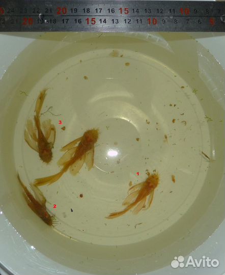 Сомы присоски: L-393, жёлтые анциструсы