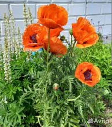 Многолетние садовые растения