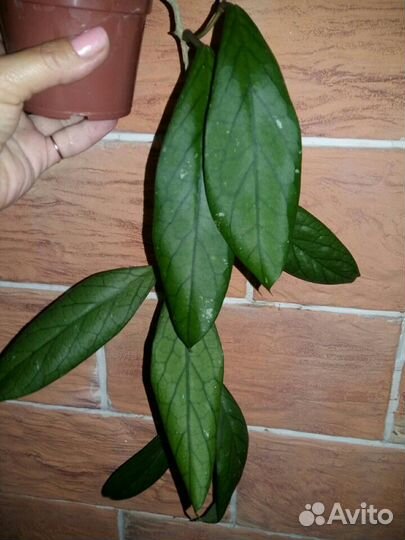 Эпипремнумы, монстеры, филодендроны