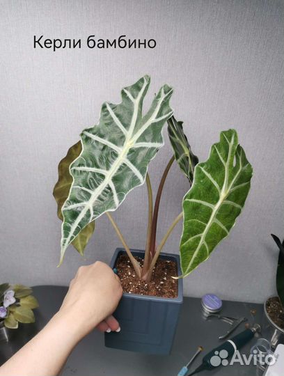 Алоказия Венти, Анторо блэк вельвет,Регал шилд