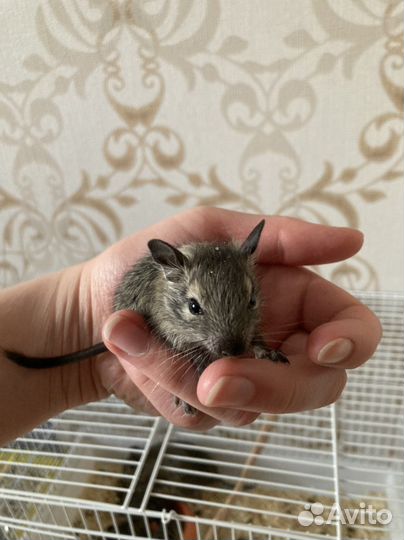 Дегу