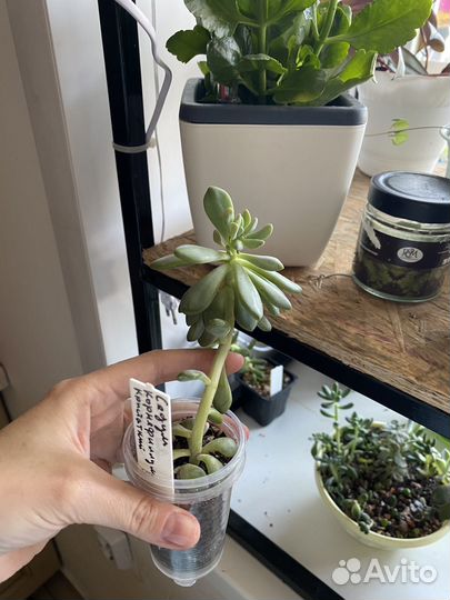 Седум корнефиллум