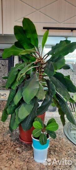 Фикус бенджамина