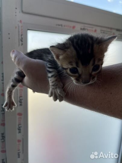 Продаются бенгальские котята