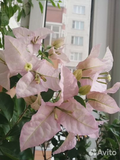 Бугенвиллия черенки