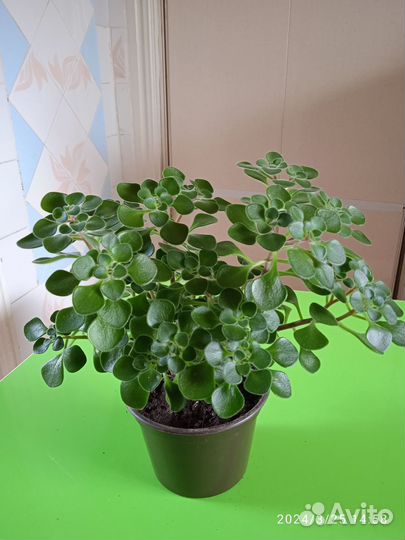 Цветок Аэхризон