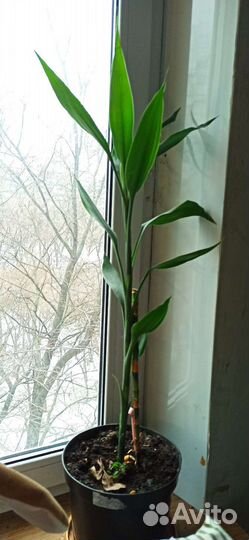 Растение Бамбук