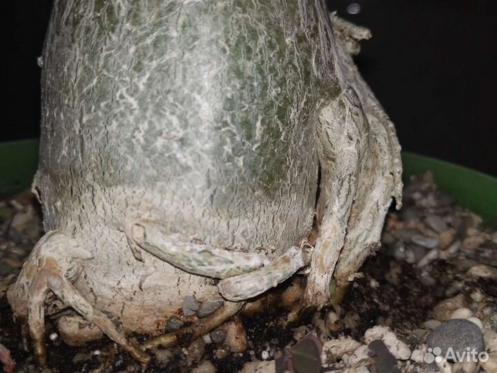 Адениумы набор сеянцев 5шт