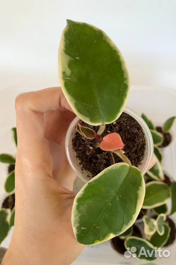 Хойя Hoya cagayanensis и Crimson Queen