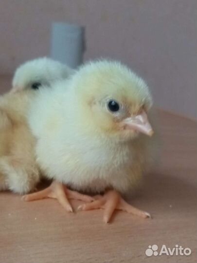 Цыплята, Руанские утята