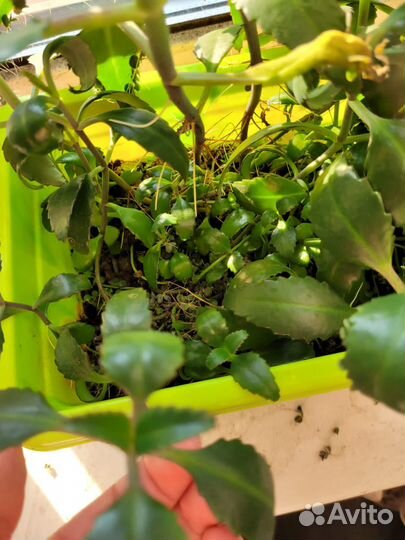 Каланхоэ лечебное