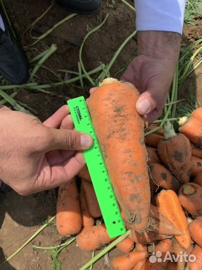 Морковь абако