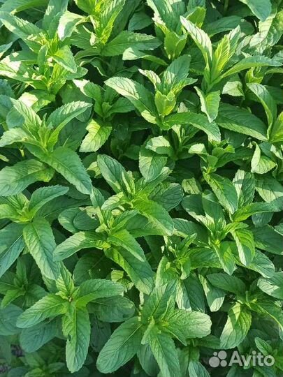 Мята рассада