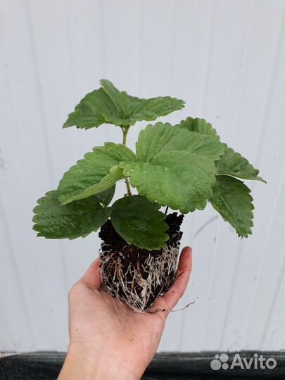 Рассада клубники