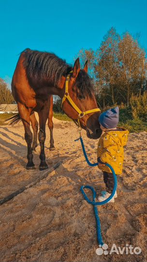 Постой для лошадей