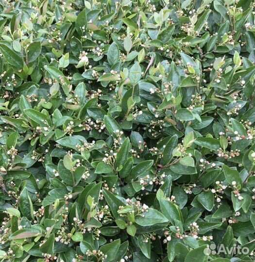 Кизильник блестящий