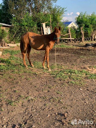 Лошадь кобыла