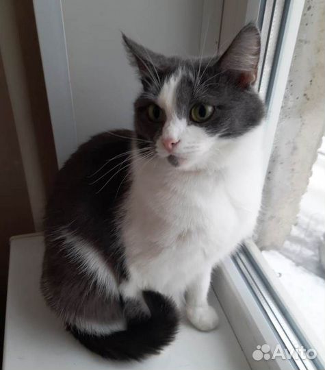 Мика. Скромная, милая кошечка в поисках дома