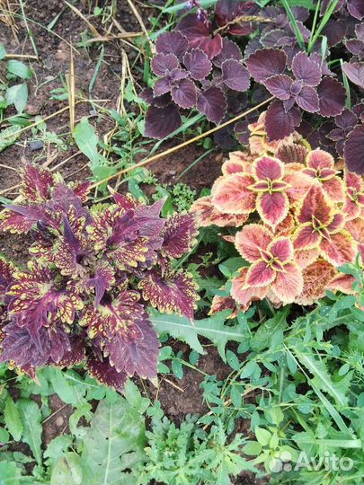 Колеусы ,очиток