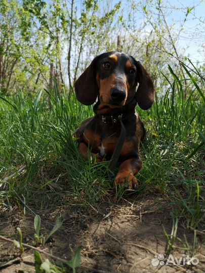 Жених такса