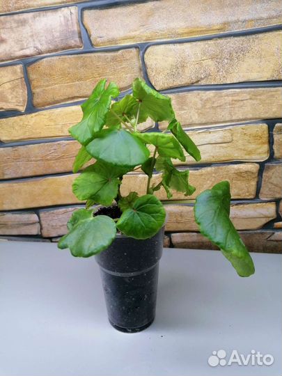 Комнатные растения